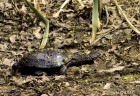 Acanthochelys pallidipectoris