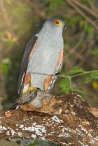 Accipiter bicolor