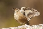 Cinclodes olrogi