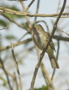 Elaenia parvirostris