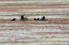 Fulica ardesiaca