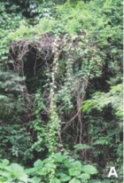 Dioscorea glandulosa