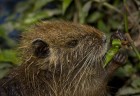 Myocastor coypus