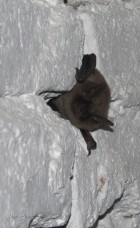 Myotis levis