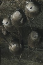 Cypseloides senex