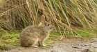 Sylvilagus brasiliensis