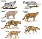 Leopardus sp.