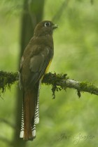 Trogon rufus