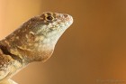 Tropidurus torquatus