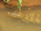 Caiman latirostris