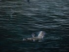 Lontra provocax