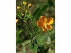 Senna pendula