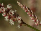 Polygonum hispidum
