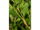 Polygonum cfr. punctatum