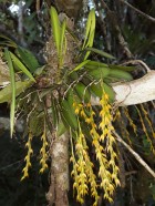 Pleurothallis boliviana