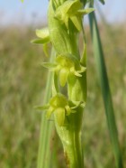 Habenaria parviflora