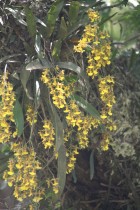 Oncidium viperinum