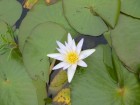 Nymphaea caerulea