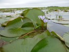 Nymphaea caerulea