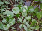 Heteranthera multiflora