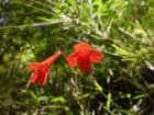 Ourisia coccinea