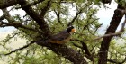 Saltator aurantiirostris
