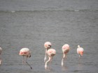 Phoenicopterus chilensis