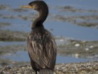 Phalacrocorax brasilianus