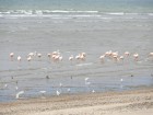 Phoenicopterus chilensis