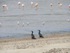 Phalacrocorax brasilianus