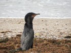 Phalacrocorax brasilianus
