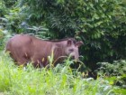 Tapirus terrestris