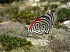 Diaethria clymena