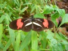 Heliconius erato