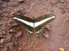 Papilio hectorides