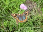Junonia genoveva