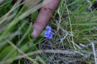Viola huidobrii