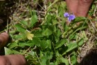 Viola huidobrii