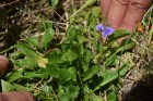 Viola huidobrii