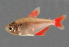 Psalidodon erythropterus