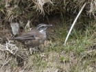 Cinclodes oustaleti