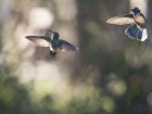 Colibri coruscans