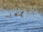 Fulica leucoptera