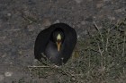 Fulica armillata