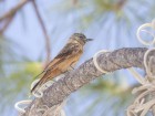 Hirundinea ferruginea