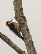 Melanerpes flavifrons