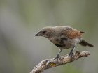 Molothrus rufoaxillaris