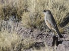 Muscisaxicola capistratus
