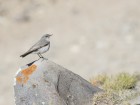 Muscisaxicola cinereus
