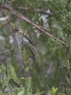 Myiophobus fasciatus